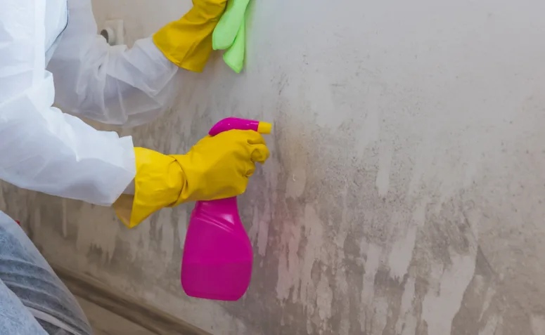 Processo técnico de como tirar mofo da parede de forma definitiva sem danificar a pintura